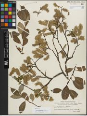 Foto von Salix myrsinifolia Salisb. x Salix phylicifolia L.